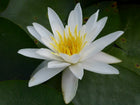 White water lily | Nymphaea Alba