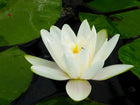 Nymphaea Albatross
