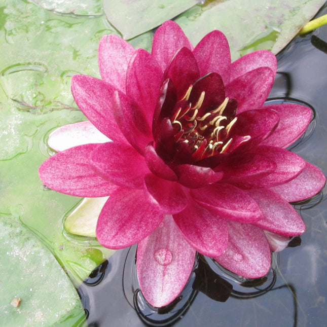 Nymphaea Almost Black