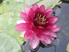 Nymphaea Almost Black