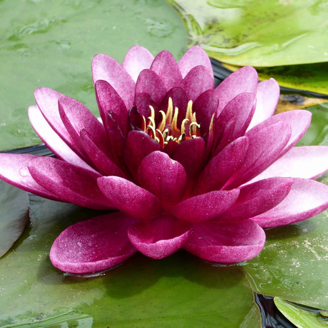 Nymphaea Almost Black