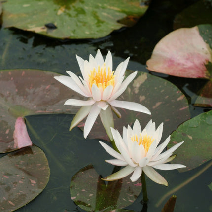 Nymphaea Arc-En-Ciel