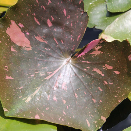 Nymphaea Arc-En-Ciel