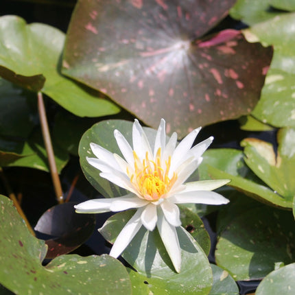 Nymphaea Arc-En-Ciel