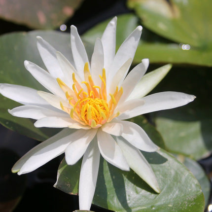 Nymphaea Arc-En-Ciel