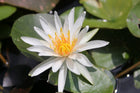Nymphaea Arc-En-Ciel