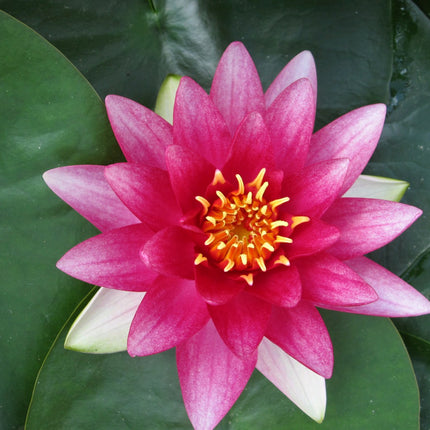 Nymphaea Attraction