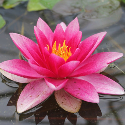 Nymphaea Attraction