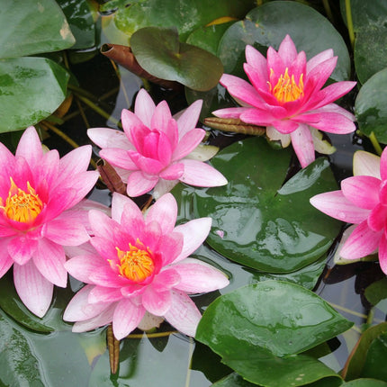 Nymphaea Attraction