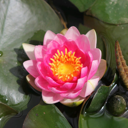 Nymphaea Attraction