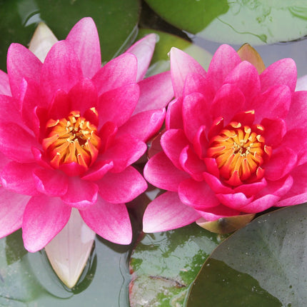 Nymphaea Attraction