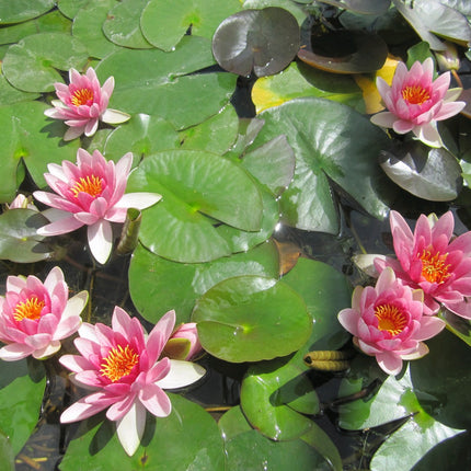 Nymphaea Attraction