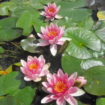 Nymphaea Attraction