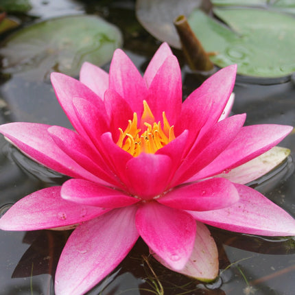 Nymphaea Attraction