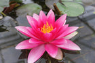 Nymphaea Attraction