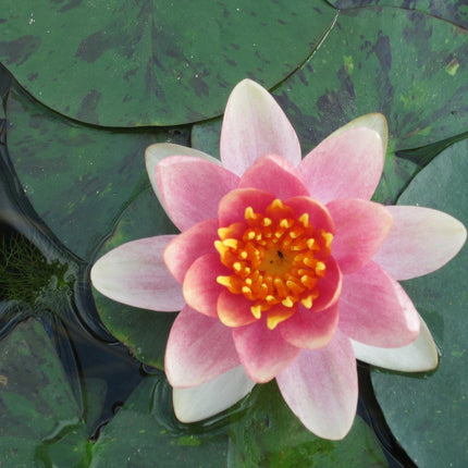 Nymphaea Aurora