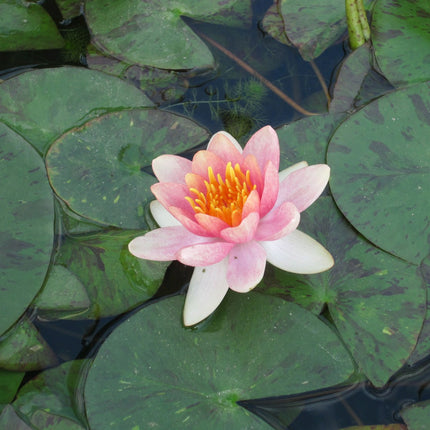 Nymphaea Aurora