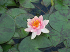 Nymphaea Aurora