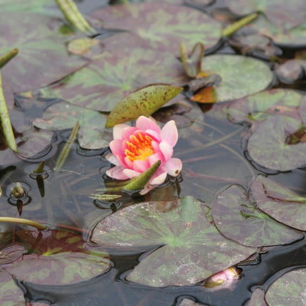 Nymphaea Aurora
