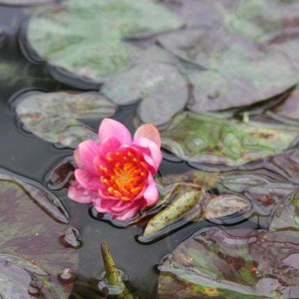 Nymphaea Aurora