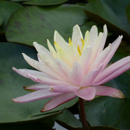 Nymphaea Barbara Dobbins