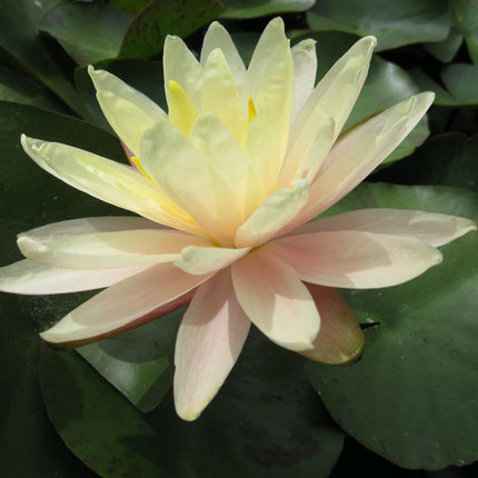 Nymphaea Barbara Dobbins