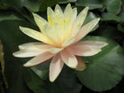 Nymphaea Barbara Dobbins