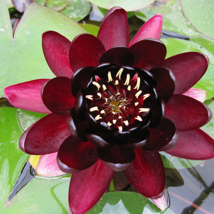 Nymphaea Black Princess
