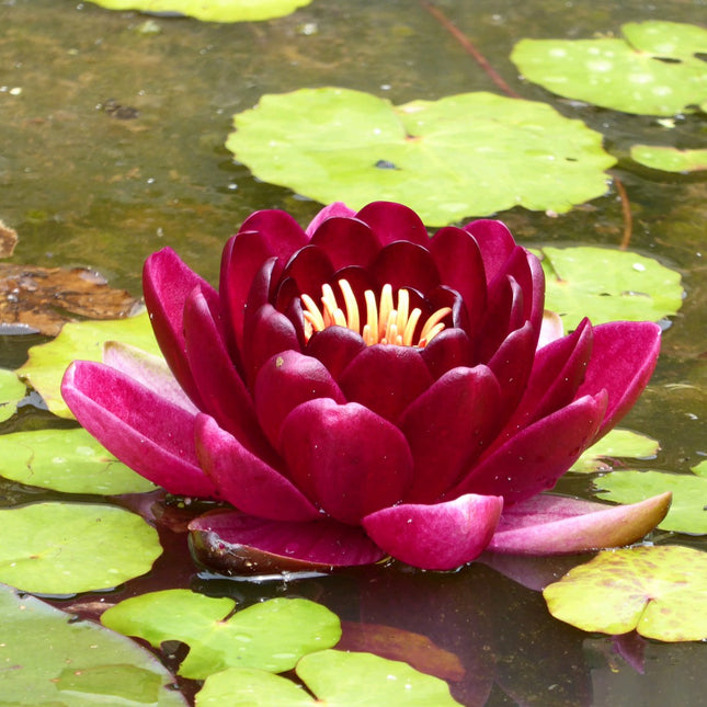 Nymphaea Black Princess