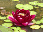 Nymphaea Black Princess
