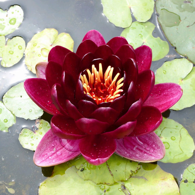 Nymphaea Black Princess