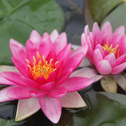 Nymphaea Charles de Meurville