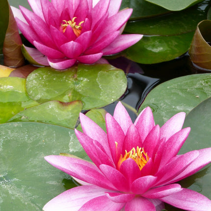 Nymphaea Charles de Meurville