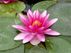 Nymphaea Charles de Meurville