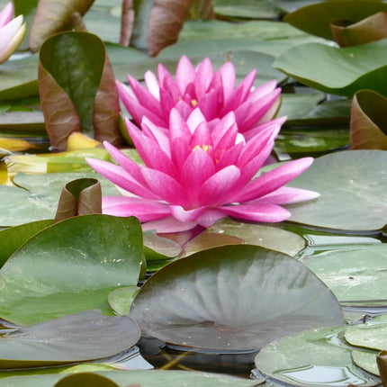 Nymphaea Charles de Meurville
