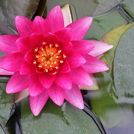 Nymphaea Charles de Meurville