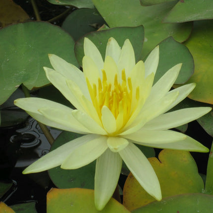Nymphaea Colonel A J Welch