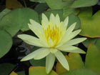 Nymphaea Colonel A J Welch