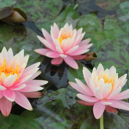 Nymphaea Colorado