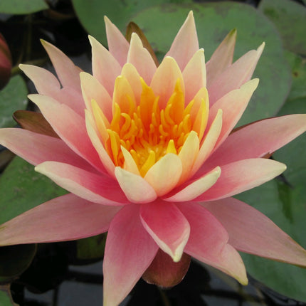 Nymphaea Colorado