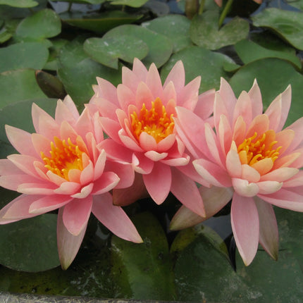 Nymphaea Colorado