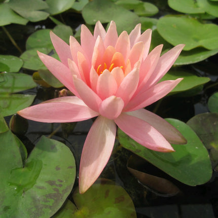 Nymphaea Colorado