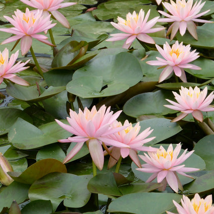 Nymphaea Colorado