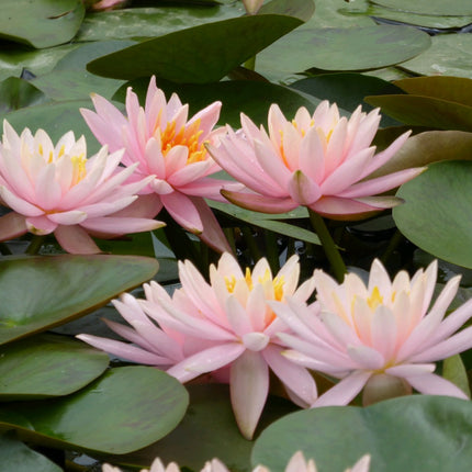 Nymphaea Colorado