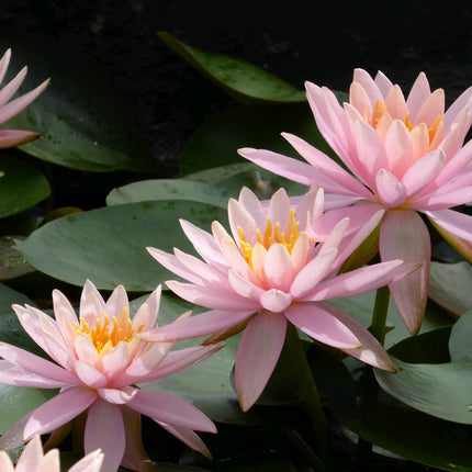 Nymphaea Colorado