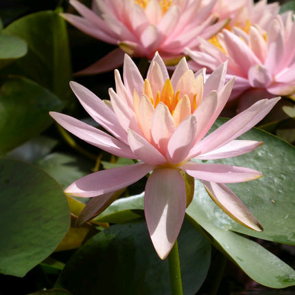 Nymphaea Colorado
