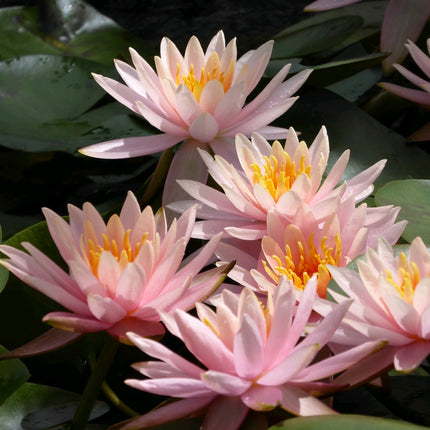 Nymphaea Colorado