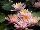 Nymphaea Colorado