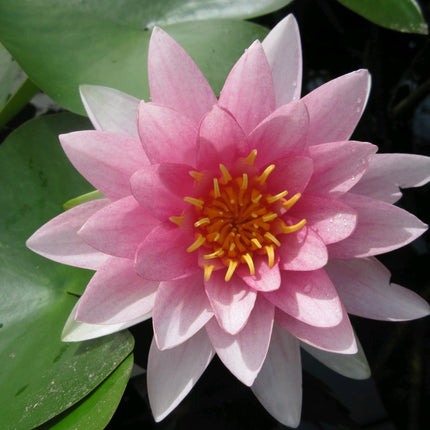 Nymphaea Darwin (Hollandia)