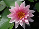Nymphaea Darwin (Hollandia)